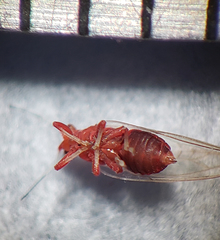 Bactericera antennata