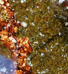 Exallosorus harveyanus