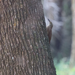 Dendrocolaptes platyrostris