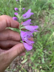 Physostegia pulchella