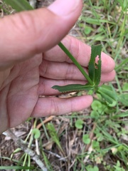 Physostegia pulchella