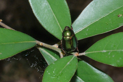 Anomala virens