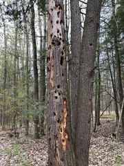 Dryocopus