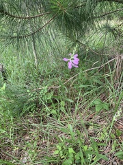 Physostegia pulchella