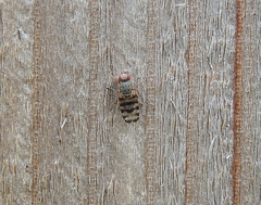 Otitinae
