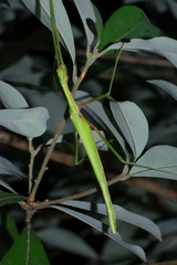 Huananphasma amicum