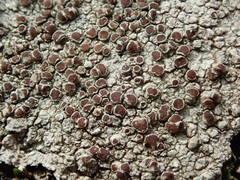 Lecanora argentata