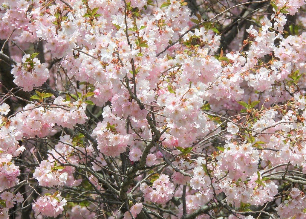 Cerezo de Flor Japonés (Prunus serrulata) · NaturaLista Mexico