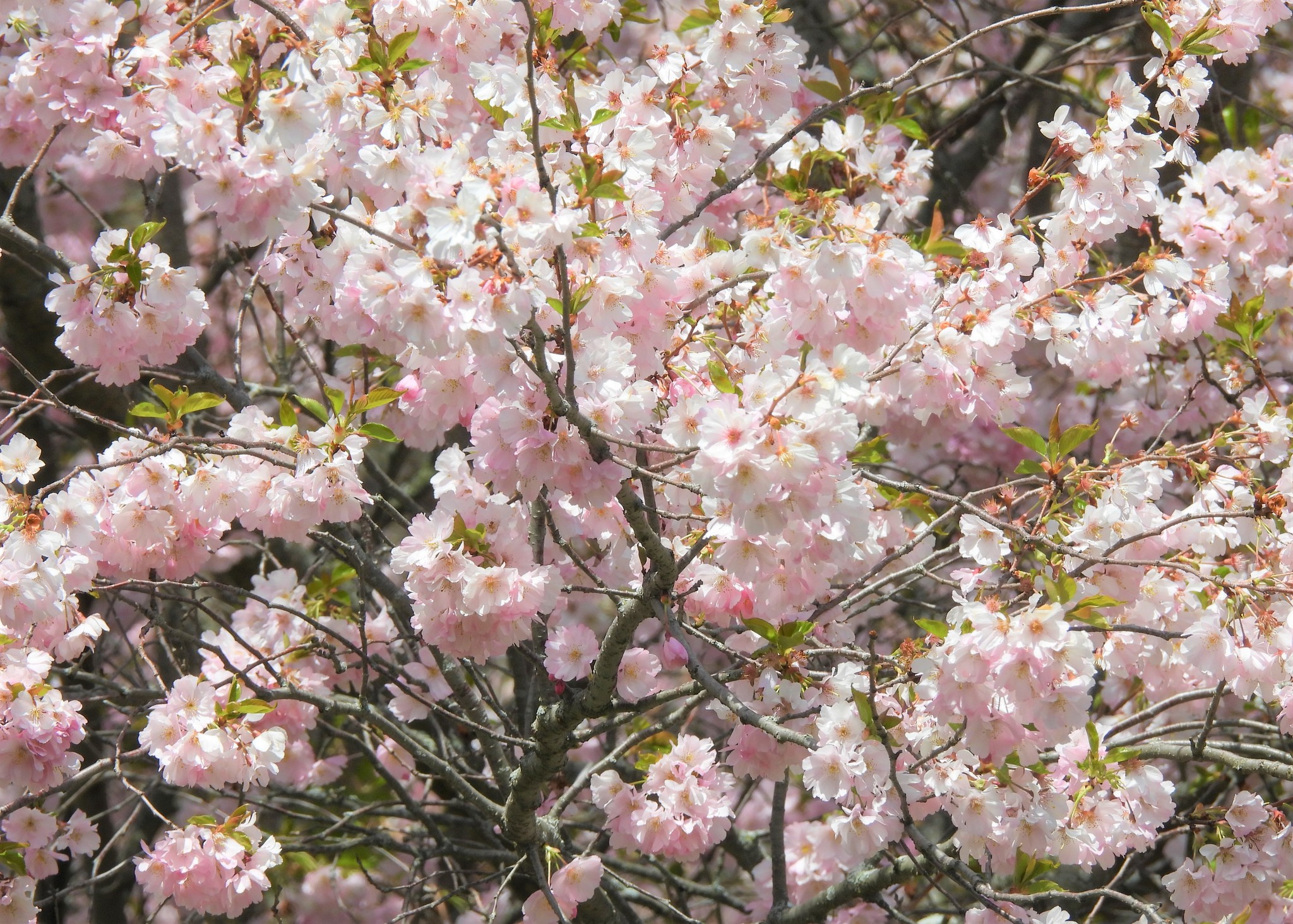 Cerezo de flor (Prunus serrulata)