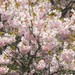 Japanese Cherry - Photo (c) Joanne Redwood, some rights reserved (CC BY-NC), uploaded by Joanne Redwood