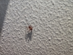 Steatoda triangulosa