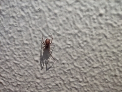 Steatoda triangulosa