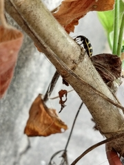 Astylus atromaculatus