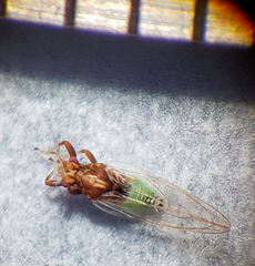 Bactericera antennata