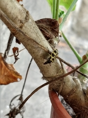 Astylus atromaculatus