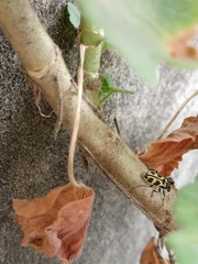 Astylus atromaculatus