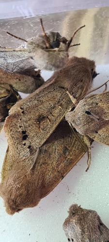 Twin-spotted Quaker, De Marne, Groningen, Netherlands, photo 5 of 10