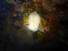 Polycitoridae