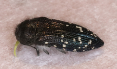 Acmaeodera ornatoides