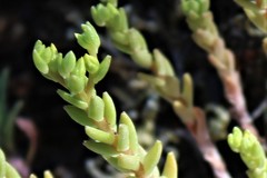 Sedum radiatum