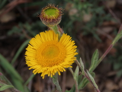 Pulicaria odora