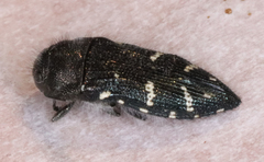Acmaeodera ornatoides