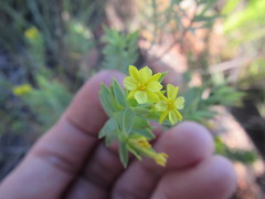 Gnidia styphelioides