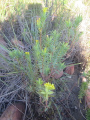 Gnidia styphelioides