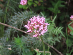 Centranthus macrosiphon