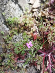 Geranium robertianum