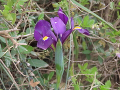 Iris filifolia