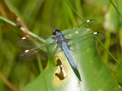 Libellula cyanea