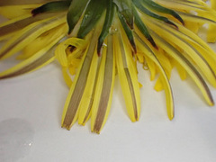 Taraxacum ochrochlorum