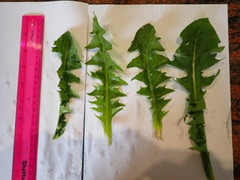Taraxacum ochrochlorum