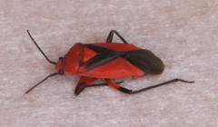 Oncerometopus