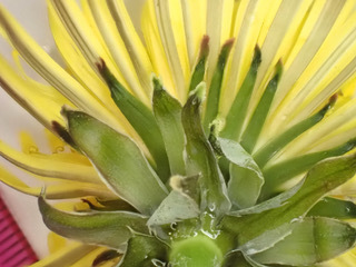 Image of Taraxacum ochrochlorum by (c) Jerry Lanfear, some rights reserved (CC BY)