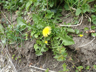 winged dandelion (Taraxacum ochrochlorum)