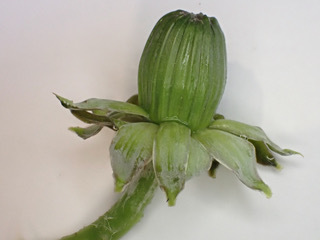 Image of Taraxacum ochrochlorum by (c) Jerry Lanfear, some rights reserved (CC BY)