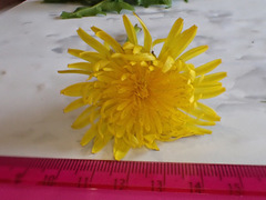 Taraxacum ochrochlorum