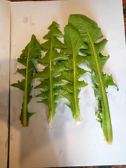 Taraxacum ochrochlorum