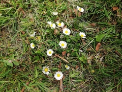 Bellis perennis
