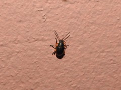 Nodocolaspis tarsata