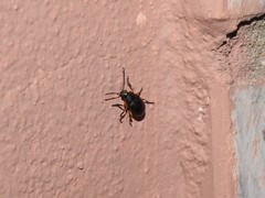 Nodocolaspis tarsata