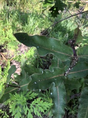 Asclepias amplexicaulis