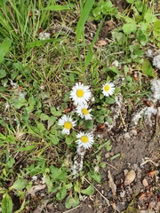 Bellis perennis