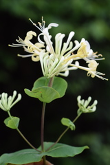 Lonicera etrusca