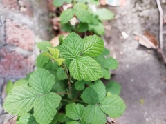 Rubus