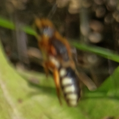 Rhodanthidium