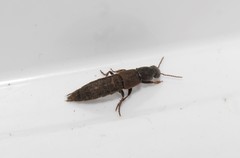 Ocypus sericeicollis