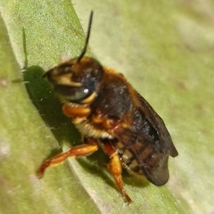 Rhodanthidium